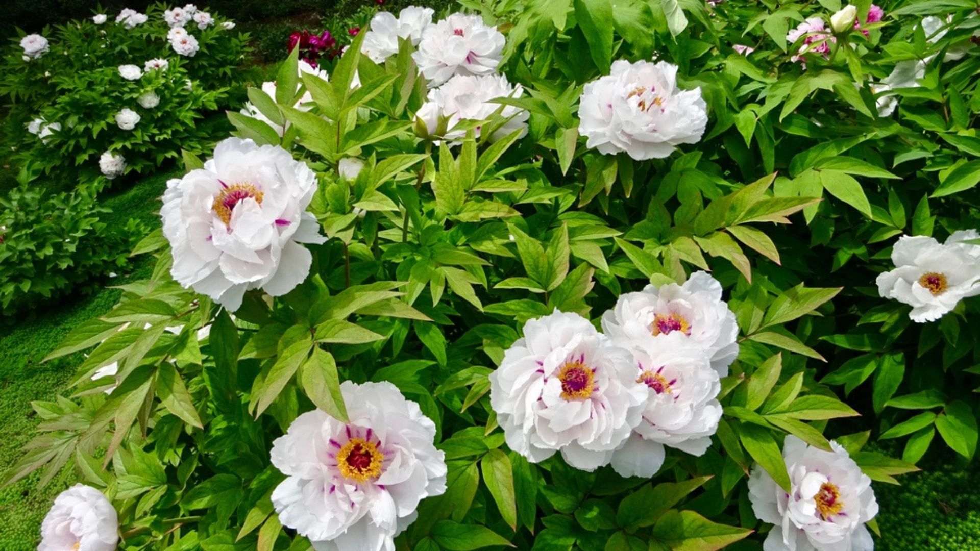 Use These Tips To Grow A Tree Peony And Get An Abundance Of Show-Stopping Blossoms