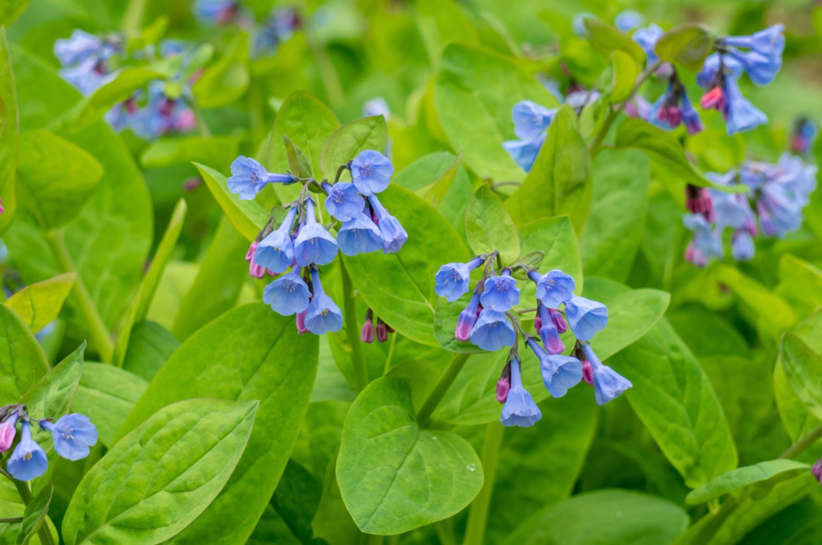 Virginia Bluebells