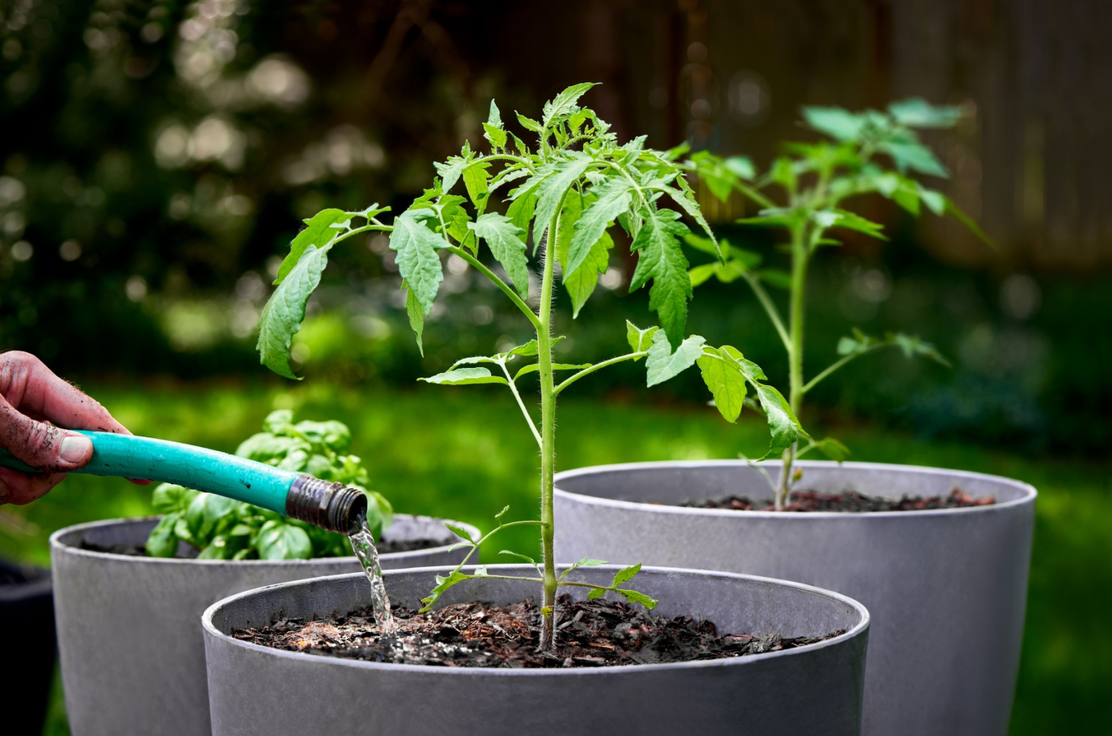 Watering newly planted tomatoes