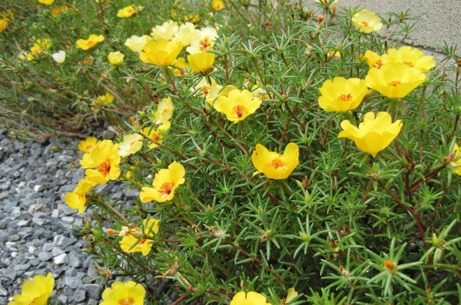 Yellow Moss Roses