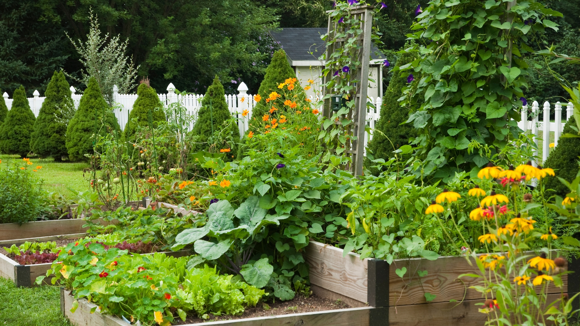 photo of a garden