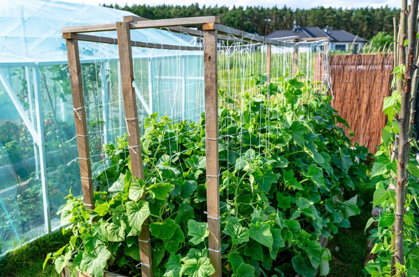 Your Delicious Cucumbers Will Adore You For These Amazing Growing Tips