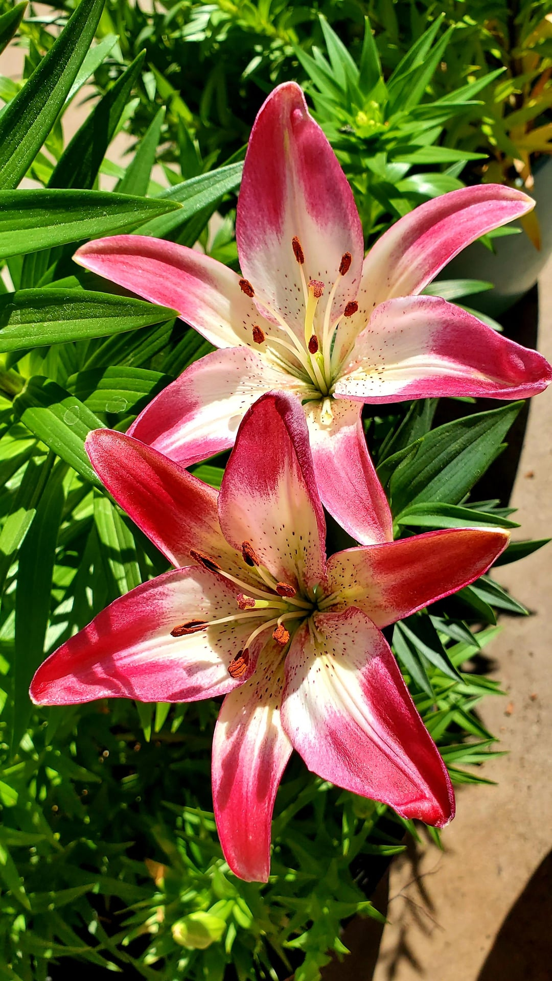 asiatic lily flower