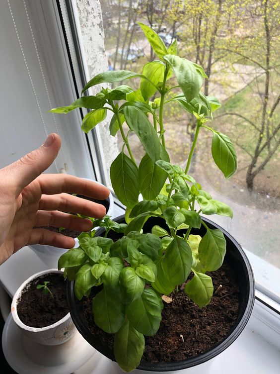 basil in a pot on window sill