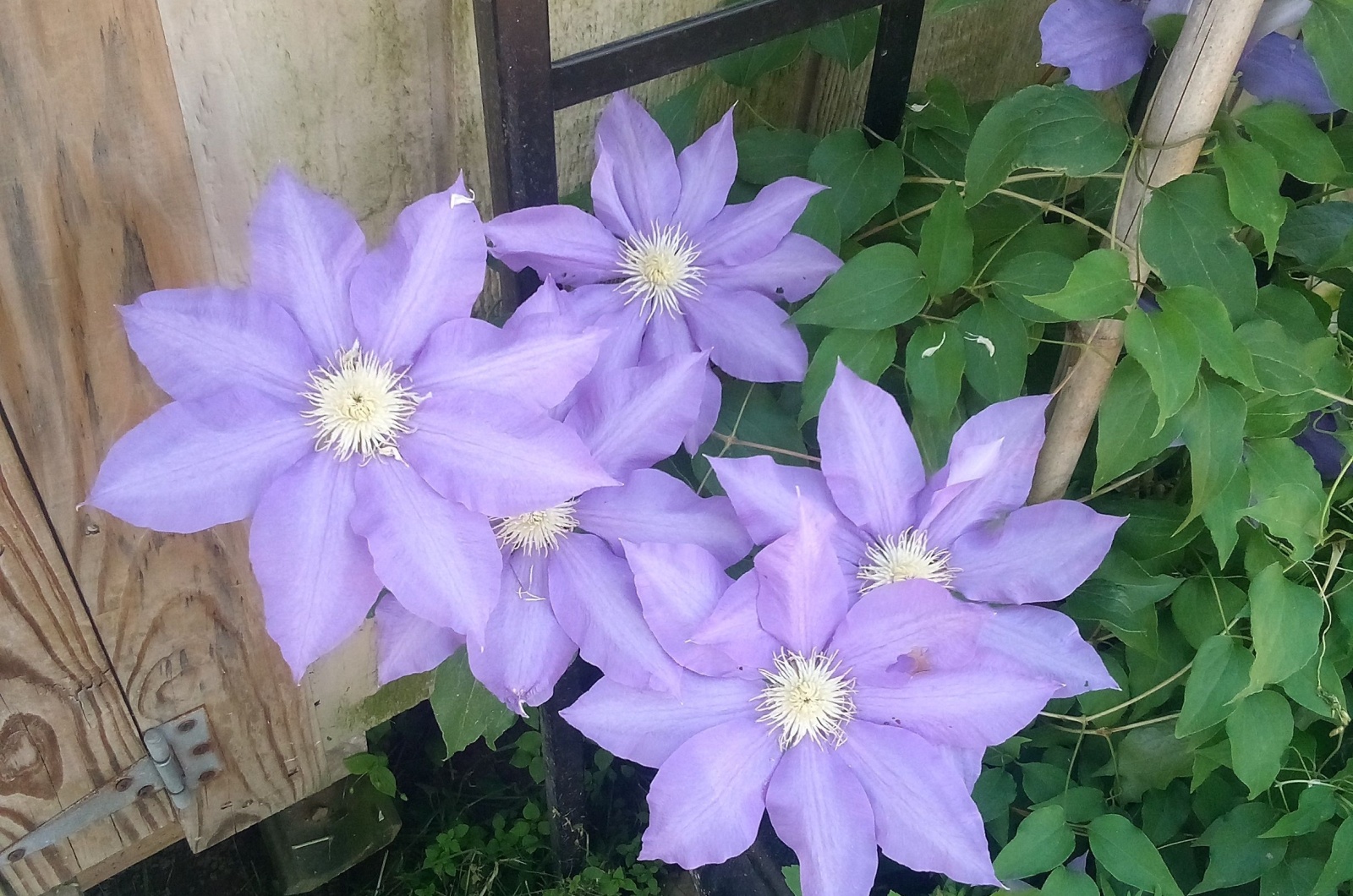 blooming clematis