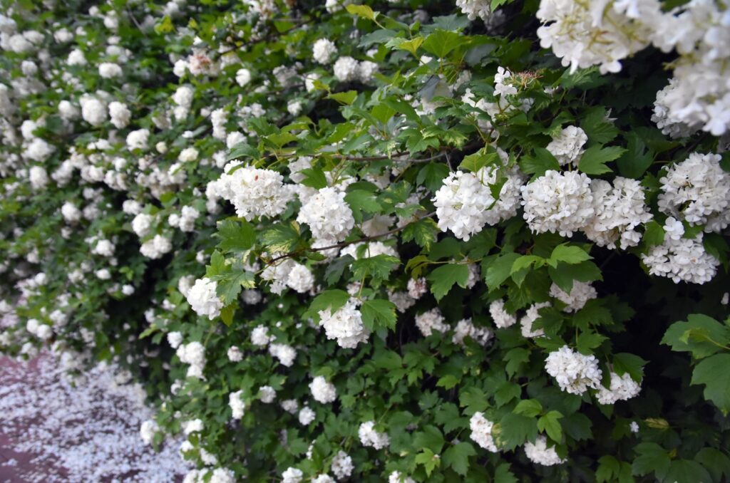 blooming viburnum