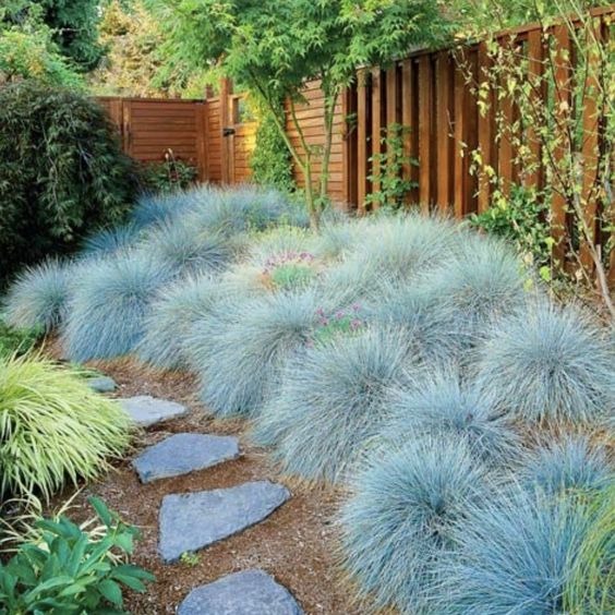 blue fescue