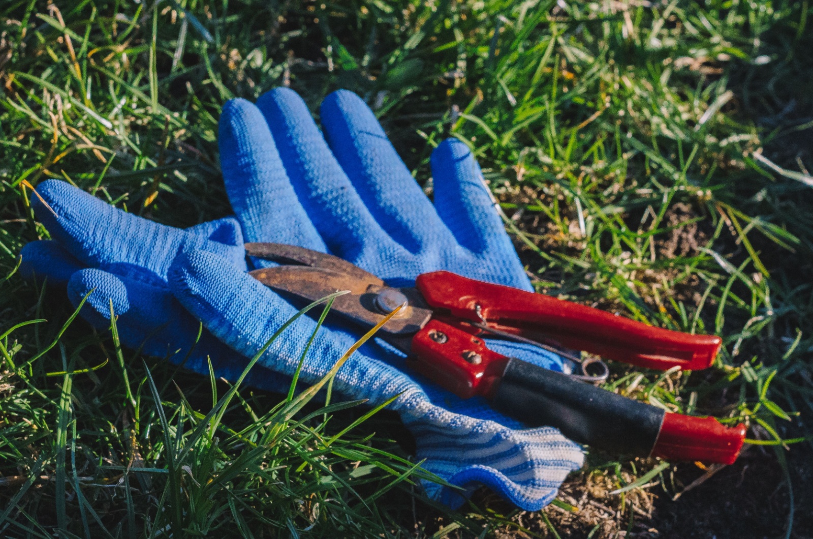 blue gloves and pruning sheers