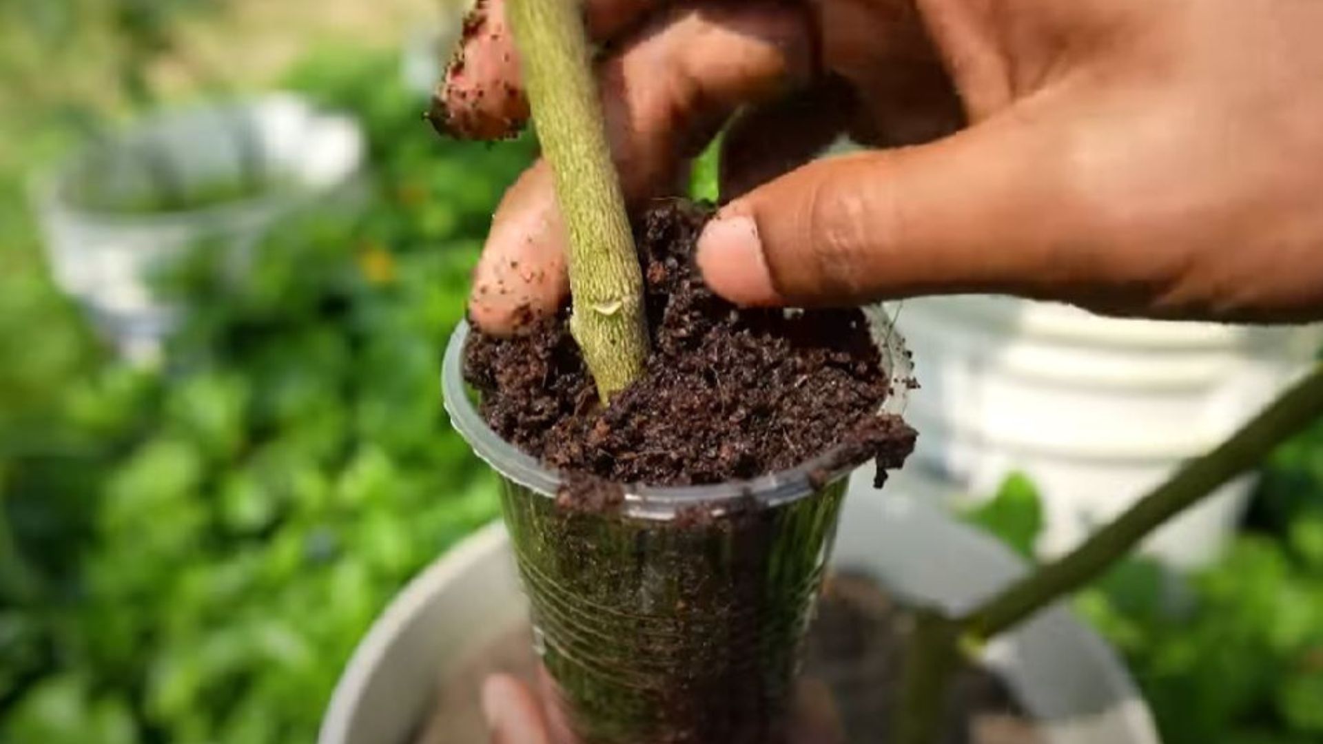 branch in cup with soil