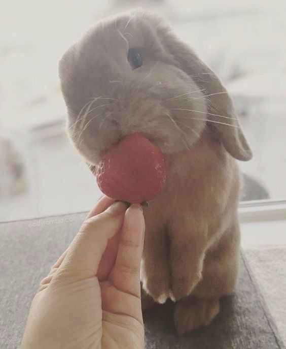 bunny eating a stawberry