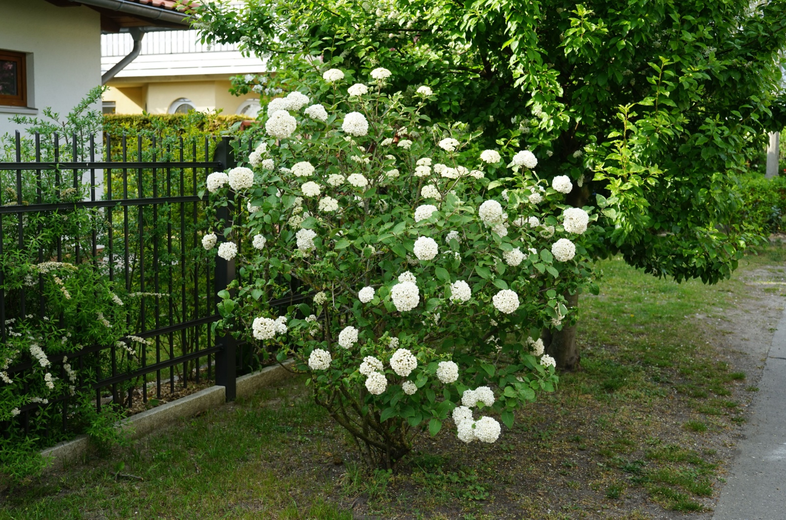 bush with white flowers in bloom
