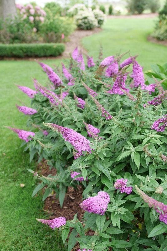 butterfly bush in garden