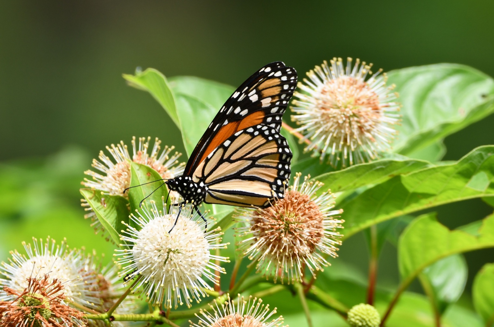 buttonbush and butterfly