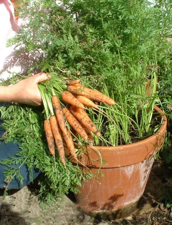 carrot from container