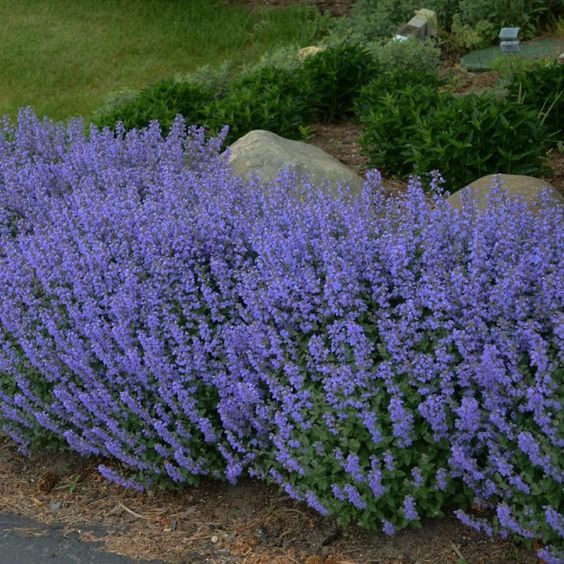 catmint