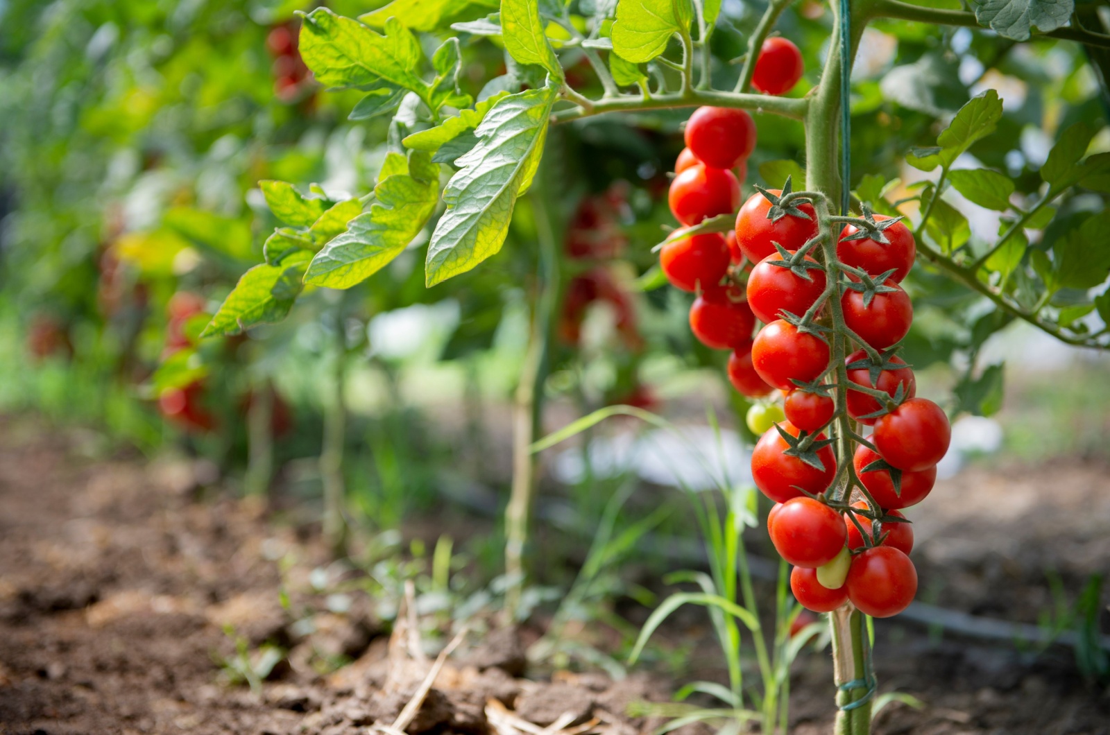 cherry tomato