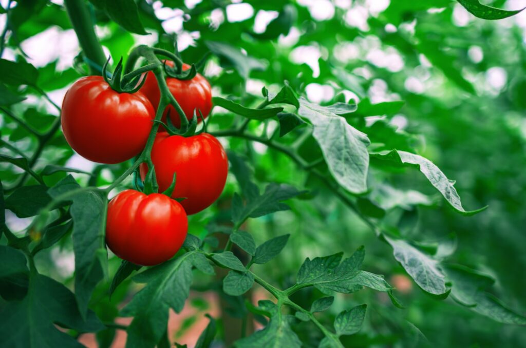 cherry tomatoes