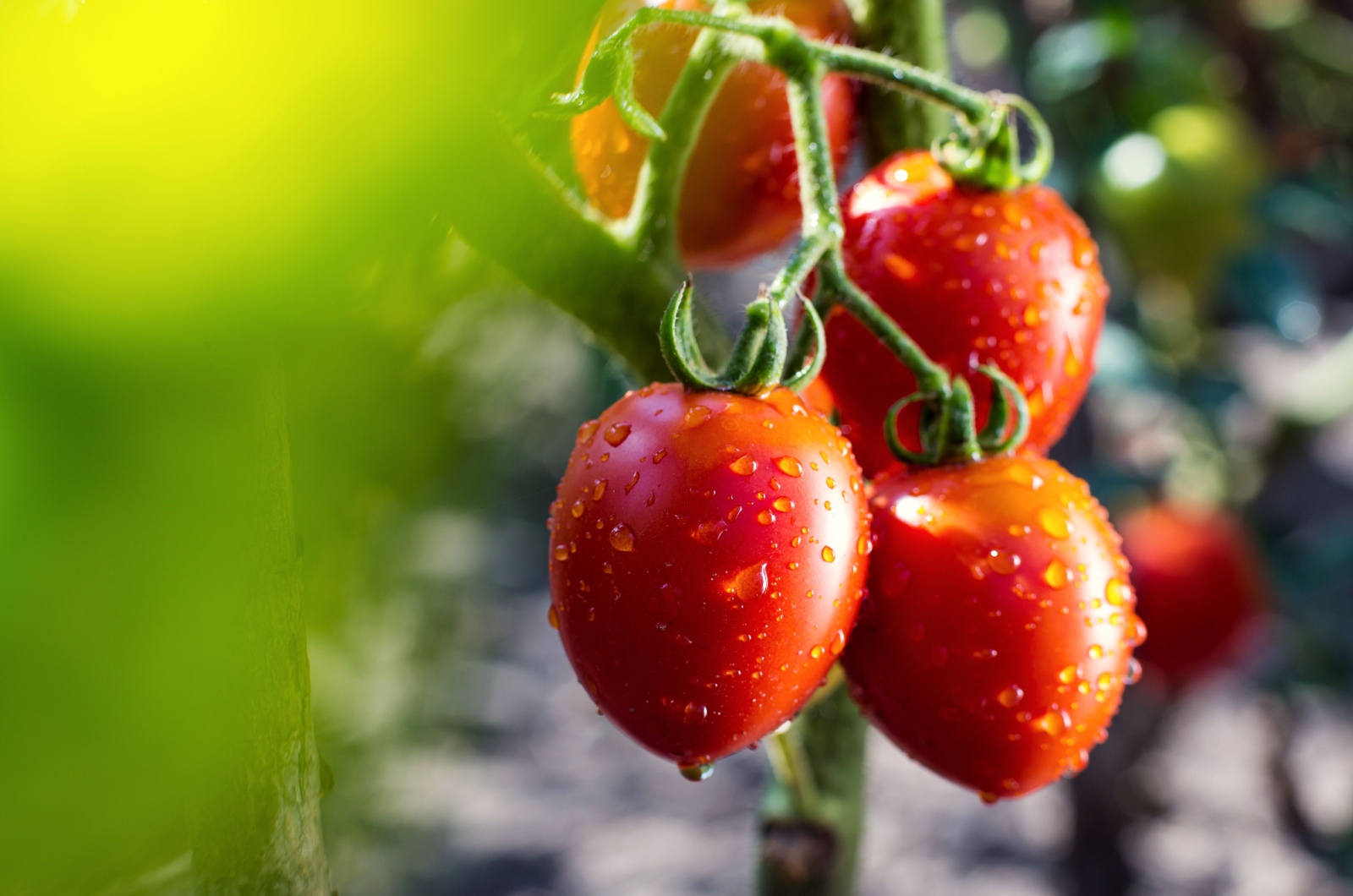 cherry tomatoes growing