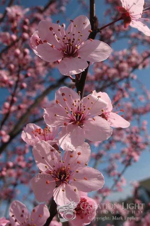 cherry tree blossoms