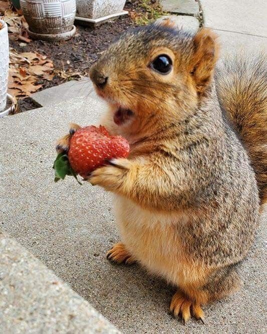 chipmunk eating strawberry