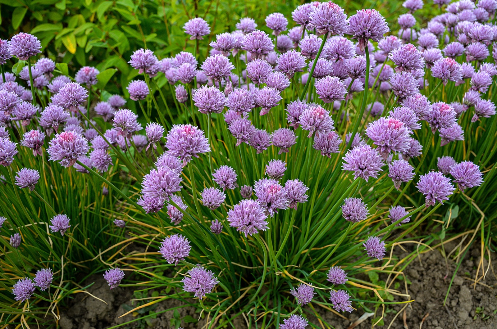 chives with purple flowers