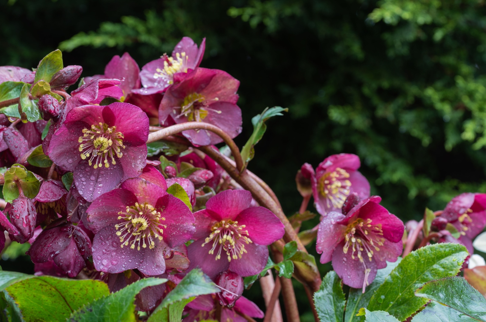 close up of purple Hellebore