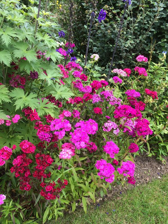 colorful sweet william flowers