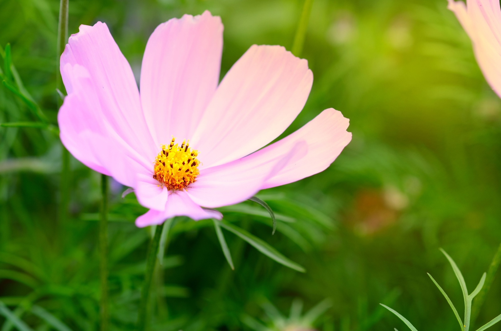 cosmos plant