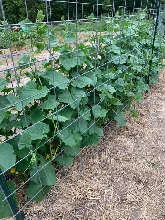 cucumber sandwich trellis