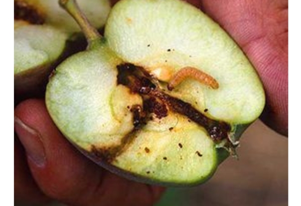 cut up apple with worms1