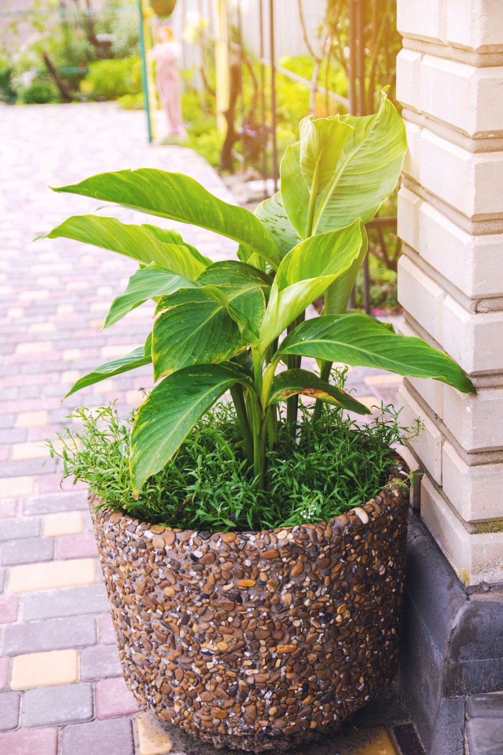 decorative pot with canna lily