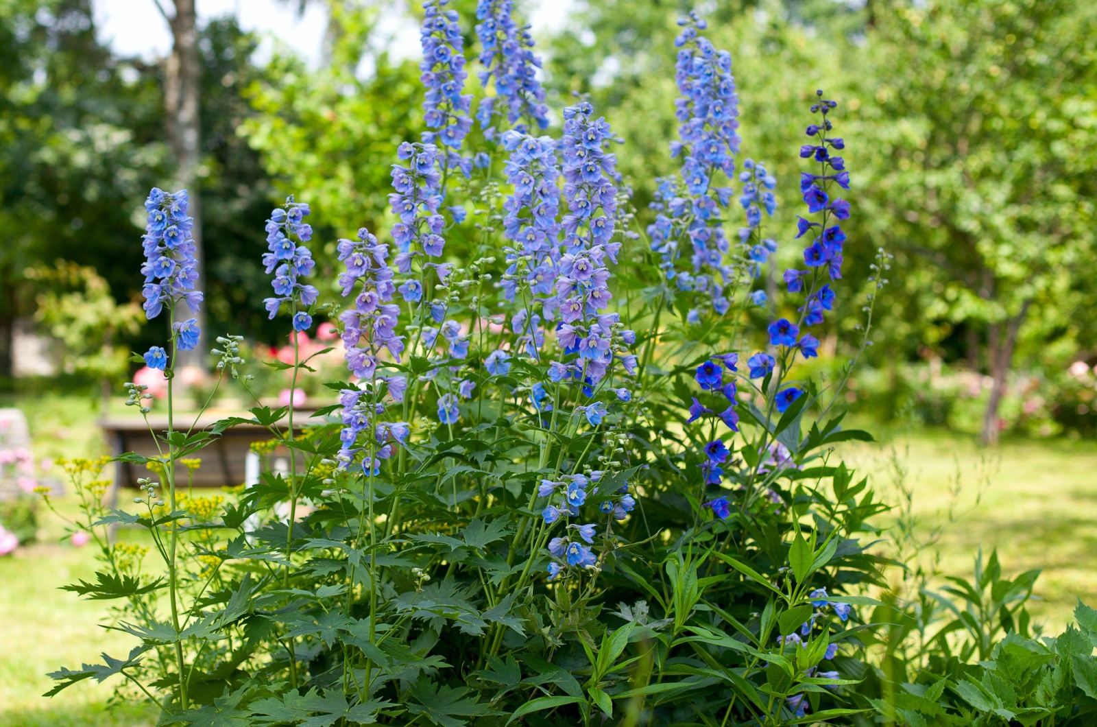 delphinium garden