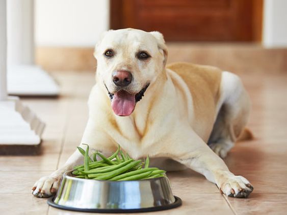 dog and bowl of green beans