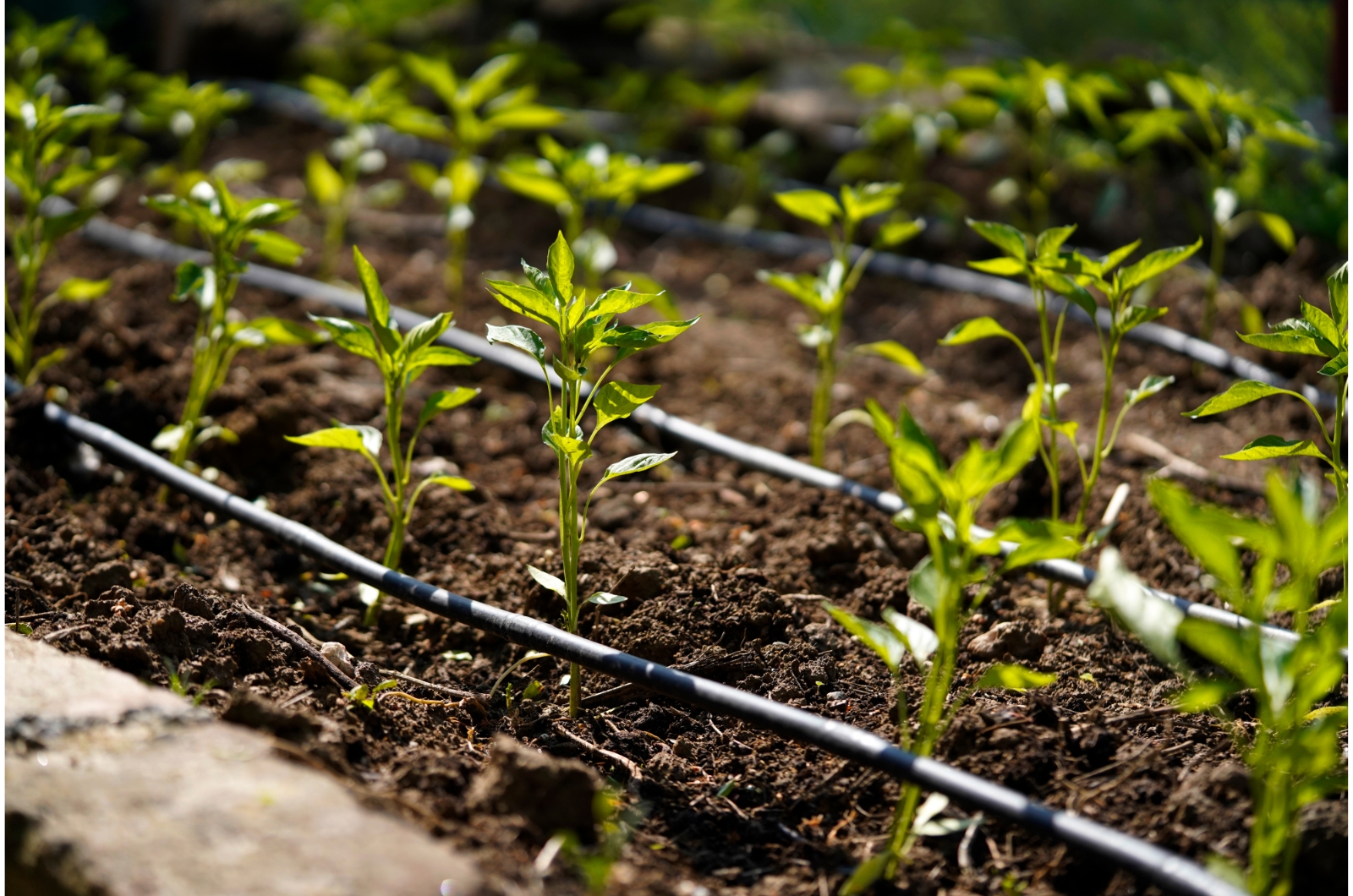 drip irrigation in garden