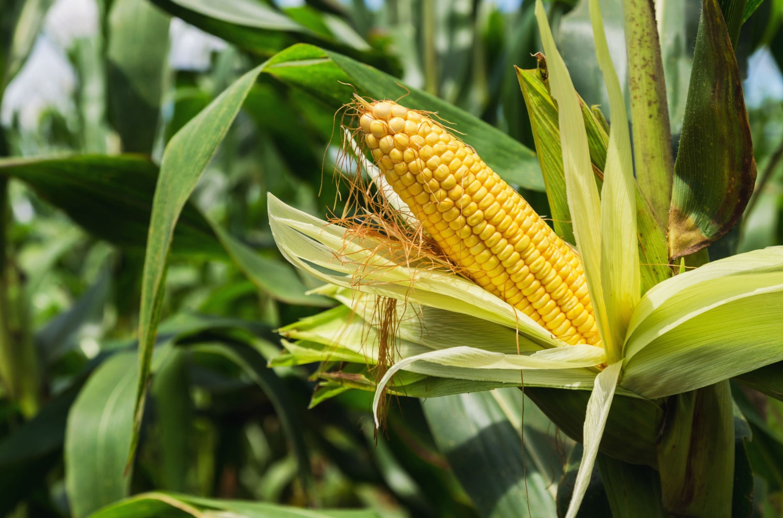 fresh corn on stalk