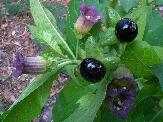 fruit and flowers of belladonna