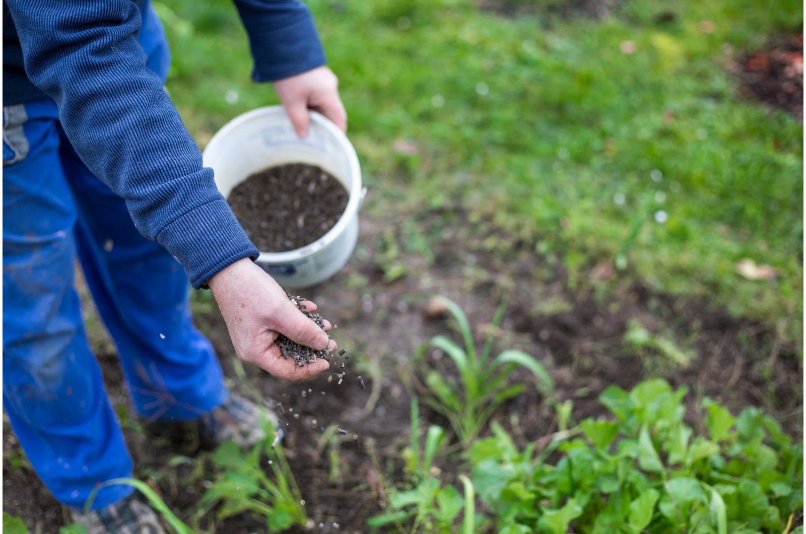 gardener fertilizing soil