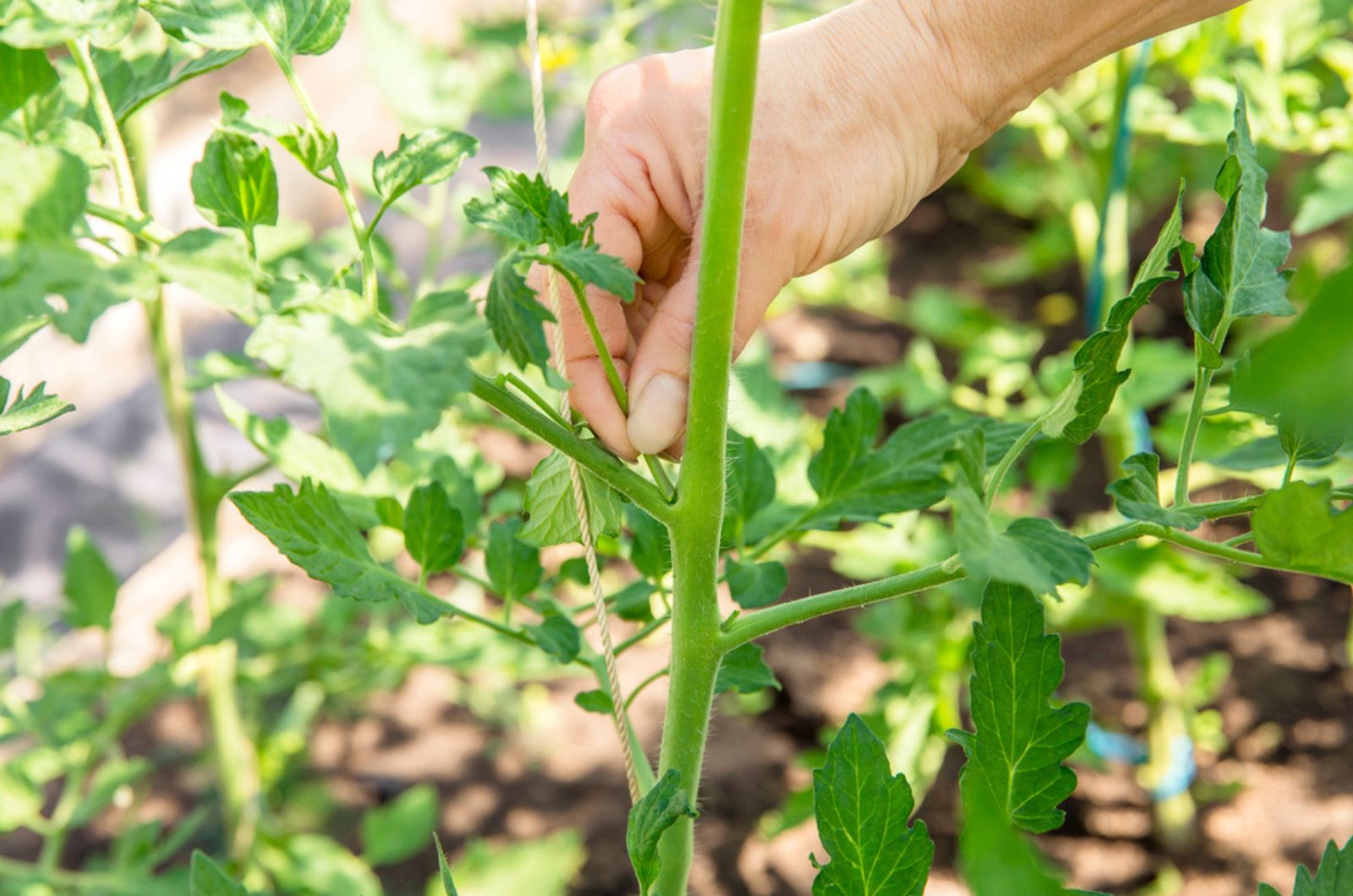 gardener touching tomato plant