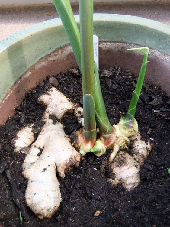 ginger growing in a pot