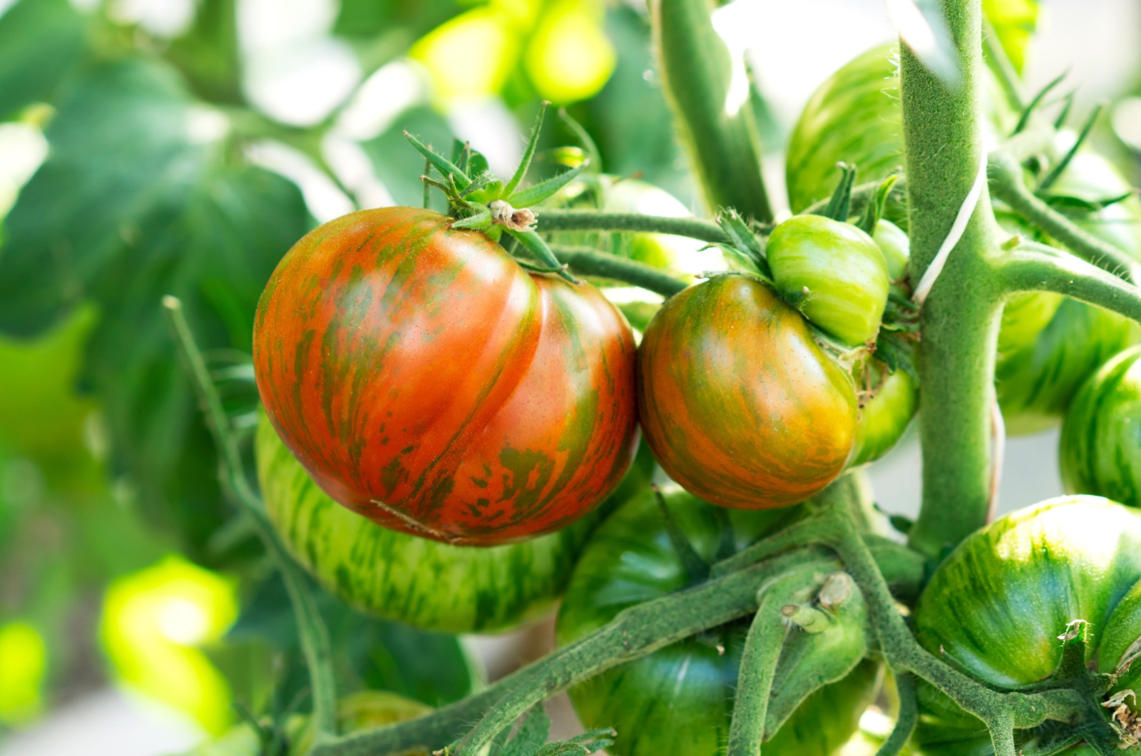 growing red striped tomato