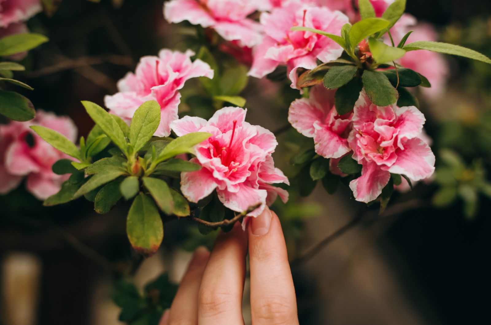 hand and beautiful pink azaleas