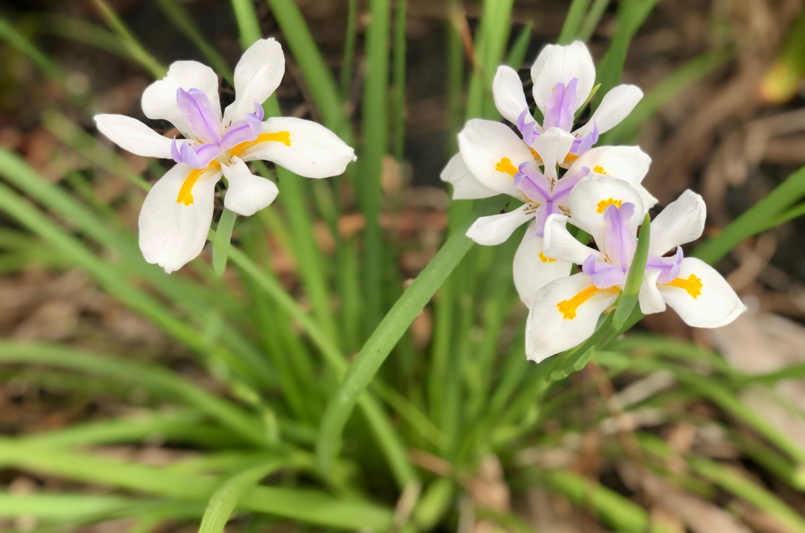 iris flowers in bloom