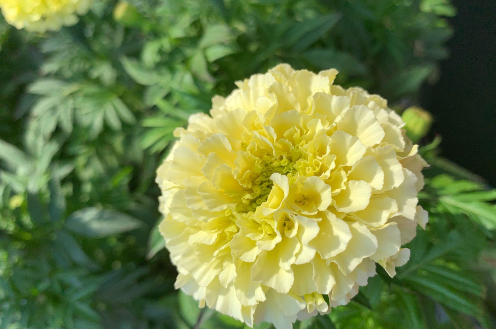 yellow marigold