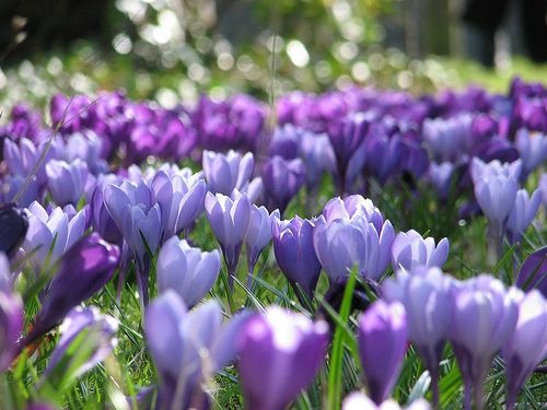 lilac tulips