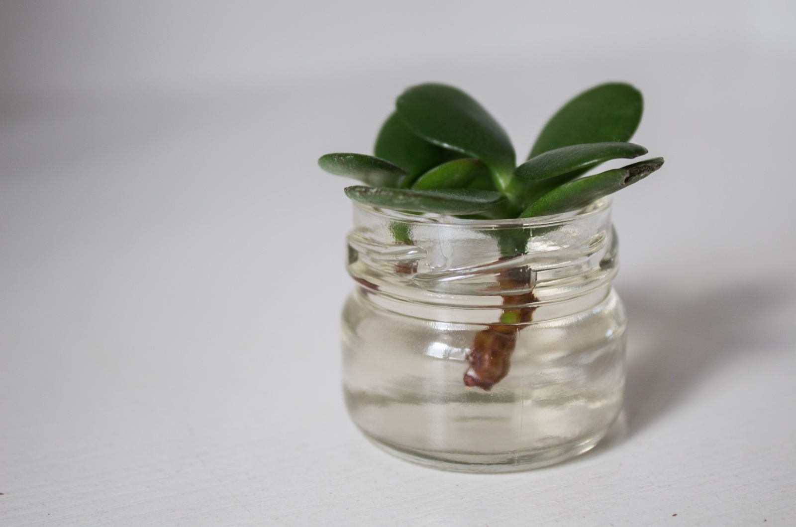 money tree plant propagation in small jar full of water