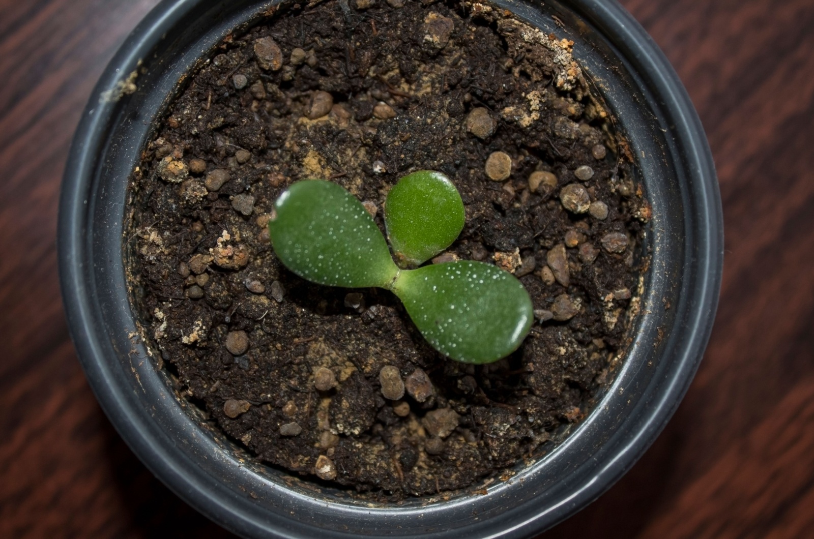 money tree plant propagation in small pot