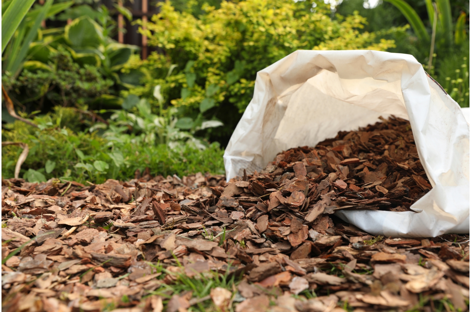 mulch on ground