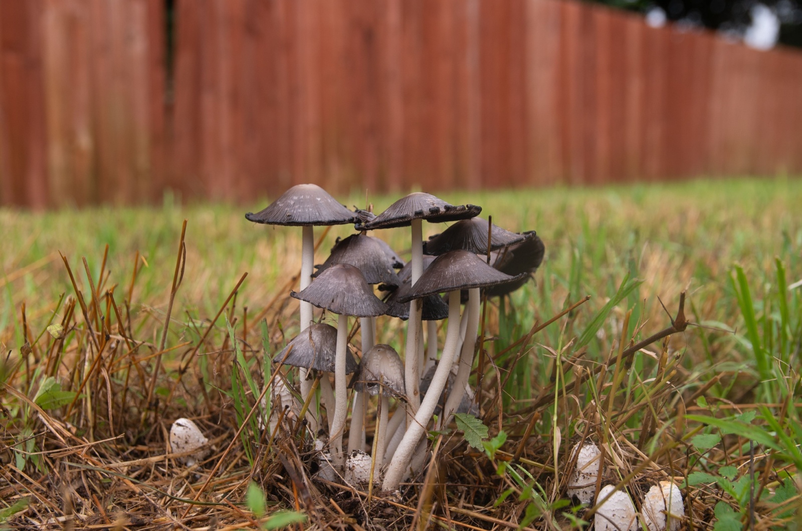 mushroom in yard