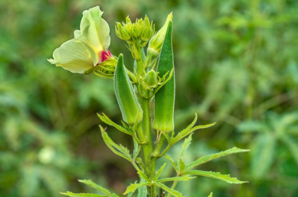 okra blooming