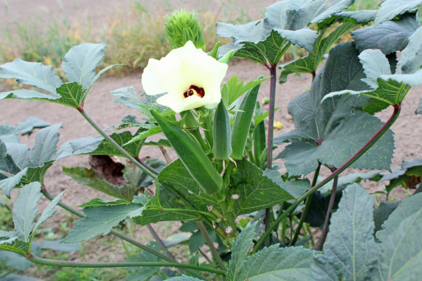 okra plant flowering